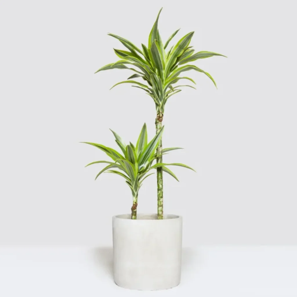 Lucky bamboo plant in an off-white vase