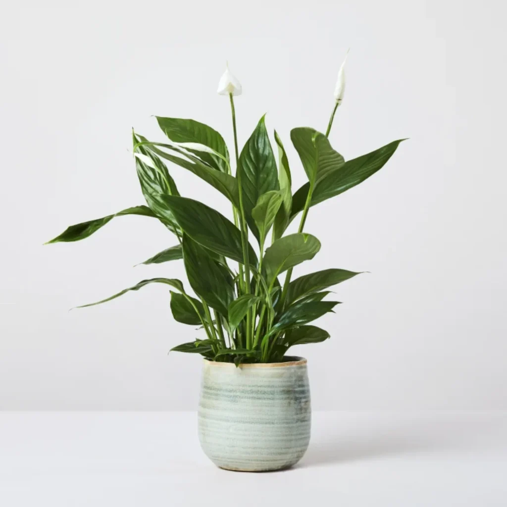 Peace lily plant in a blue vase. Best bathroom plants