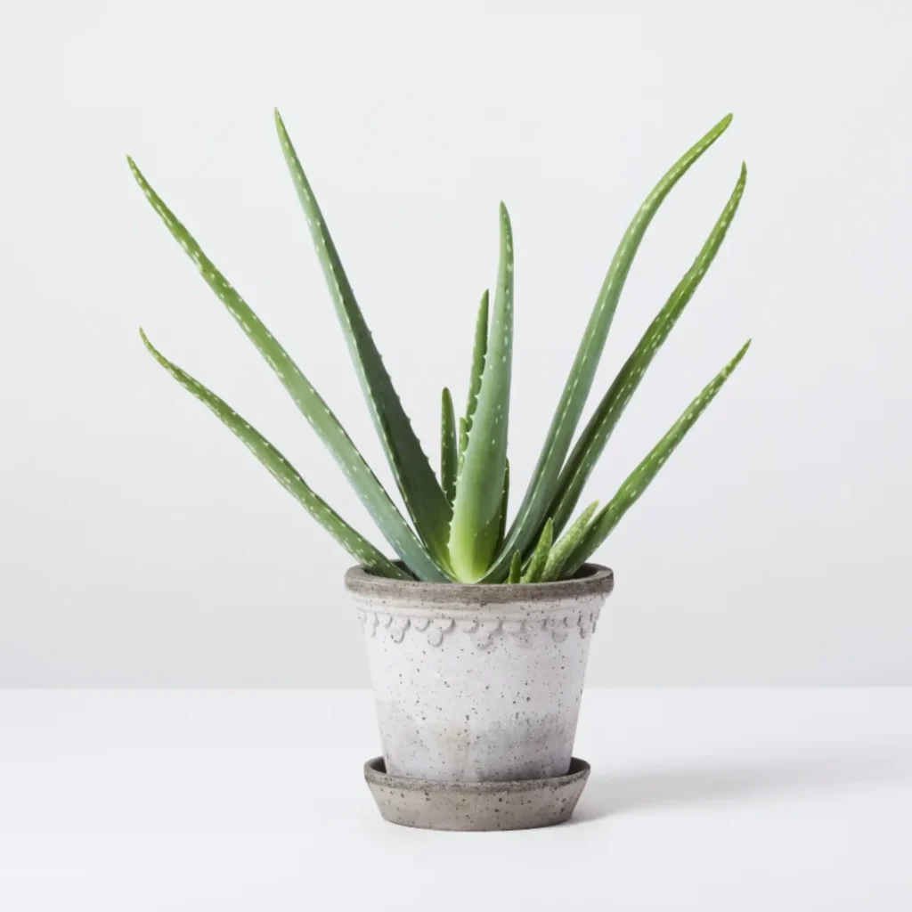 aloe vera plant in a grainy grey vase