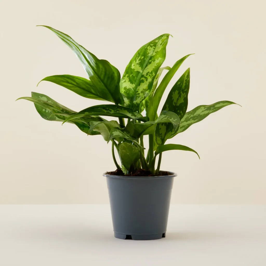 gorgeous Chinese evergreen plant