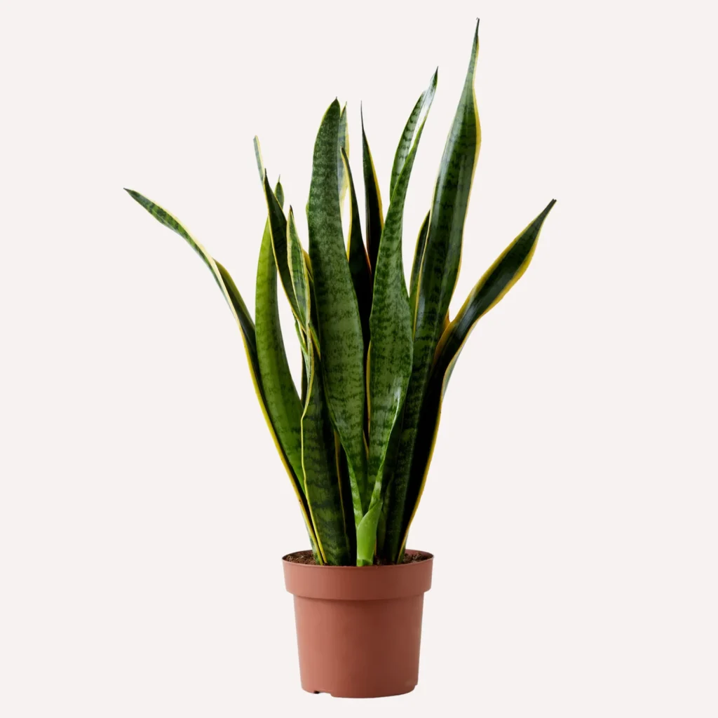 snake plant with a plain background. Best bathroom plants 