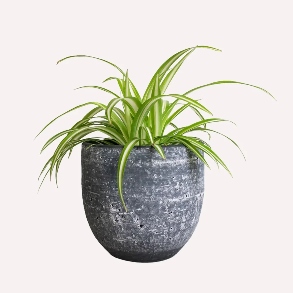 spider plant in a dark grey vase. Best bathroom plants