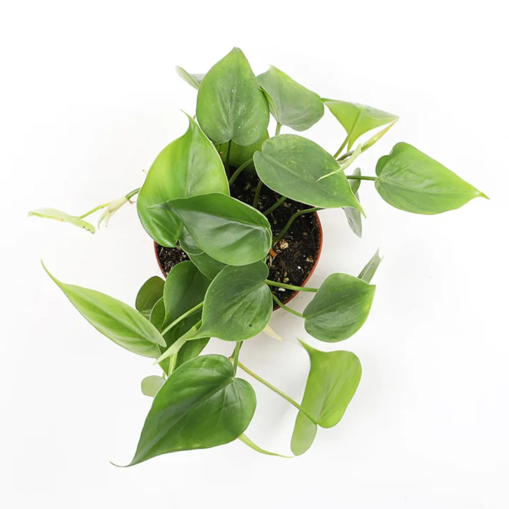 top view of a Philodendron plant. Best bathroom plants