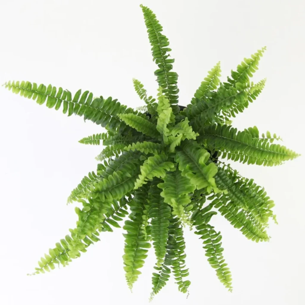 top view of a boston fern plant