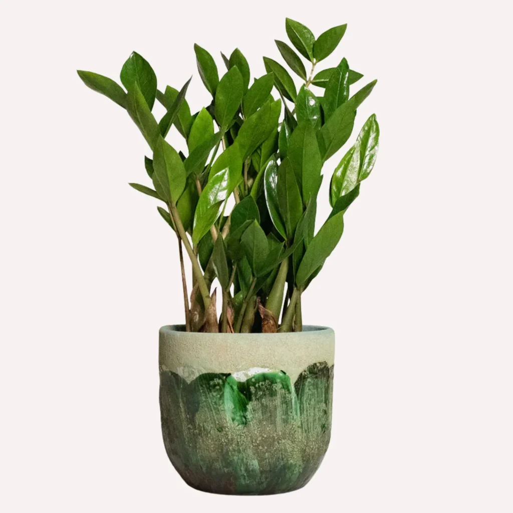 zz plant in a gorgeous green and white ombre vase. Best bathroom plants