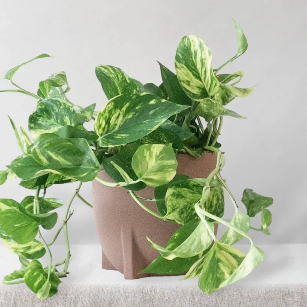 Pothos plant. Best Plants For Your Bedroom