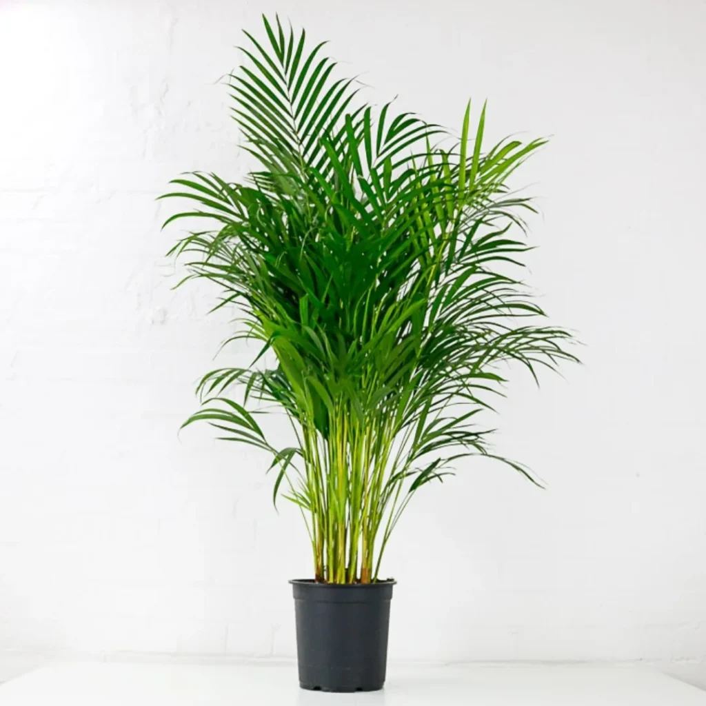 areca palm. Best Plants For Your Bedroom