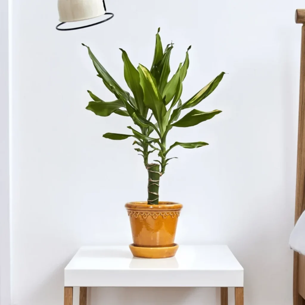 dracaena plant. Best Plants For Your Bedroom