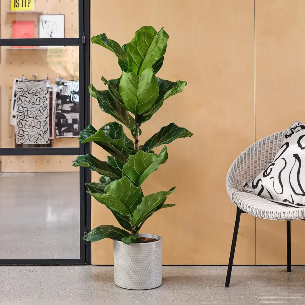 fiddle leaf fig. Best Plants For Your Bedroom