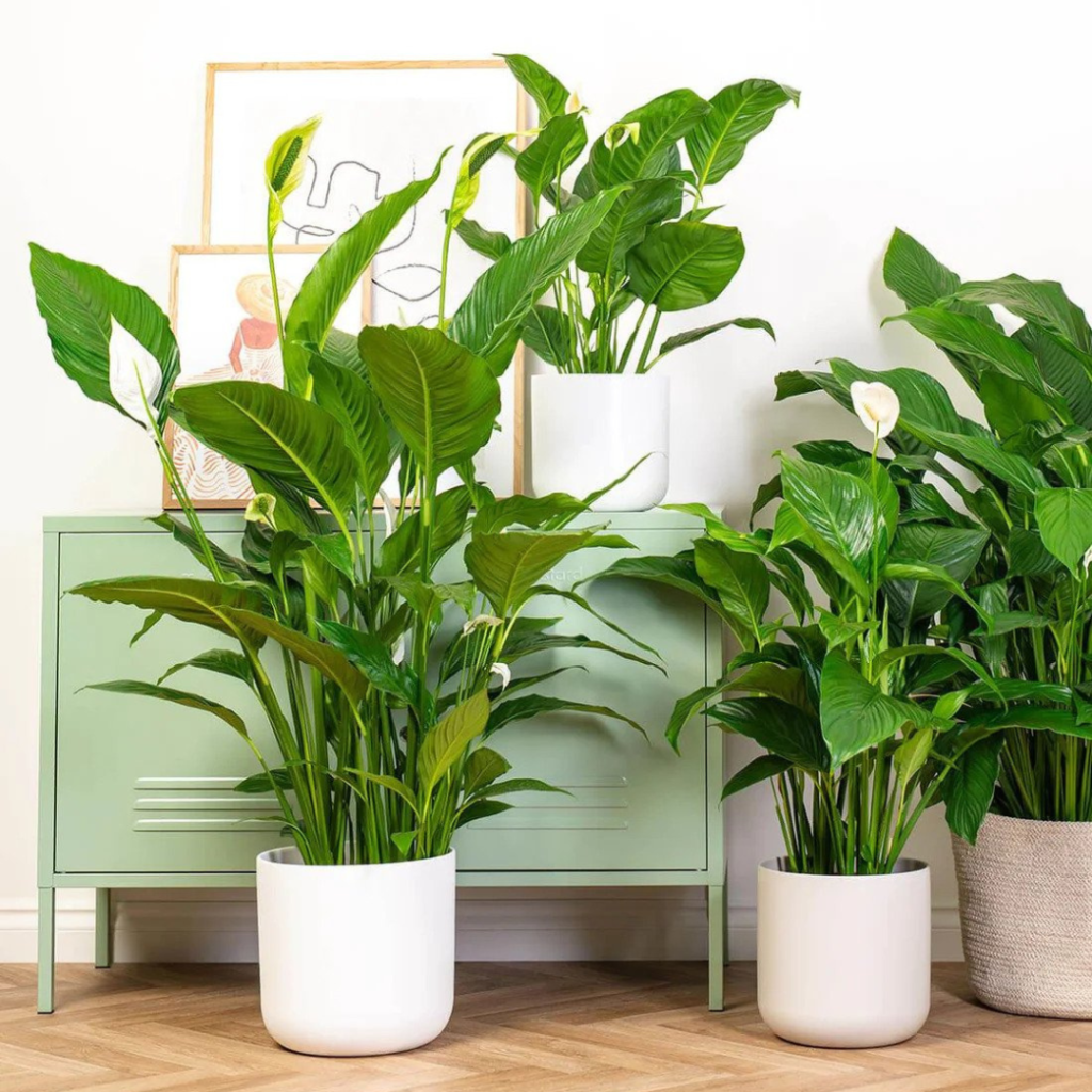 Multiple Peace lily plants in a modern indoor space