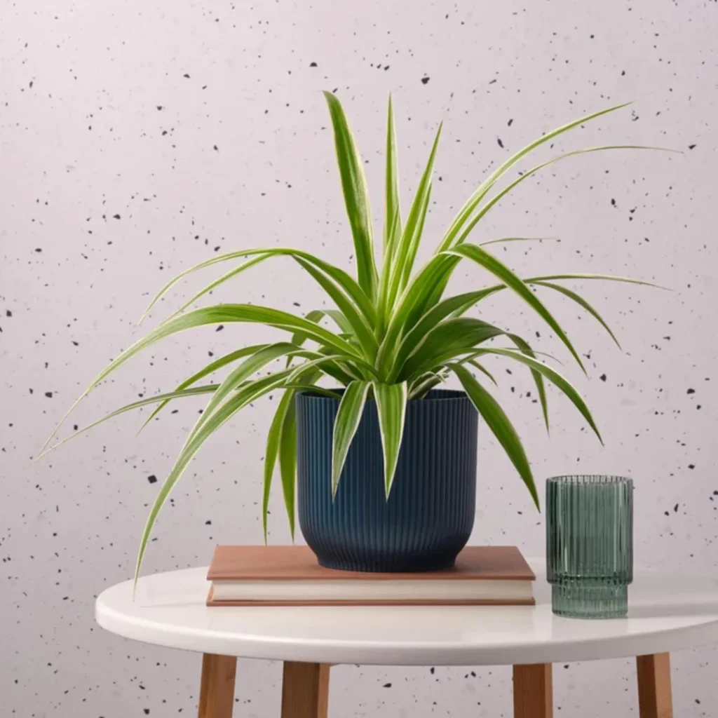 spider plant in a dark blue ribbed vase. Best Plants For Your Bedroom