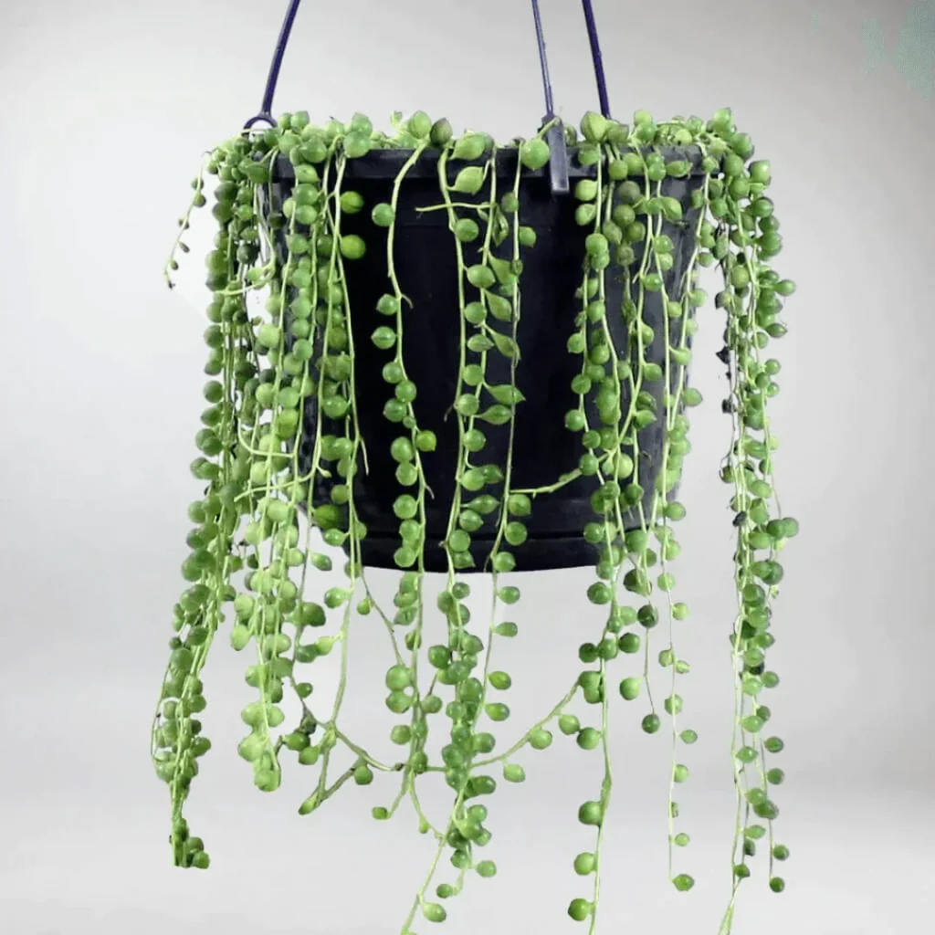 string of pearls