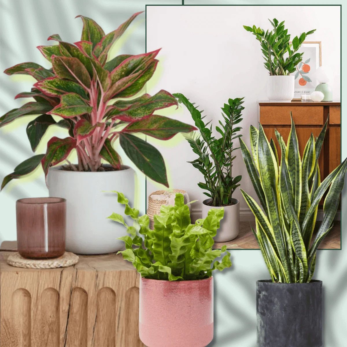 Indoor Plants That Thrive In Low-Light Conditions