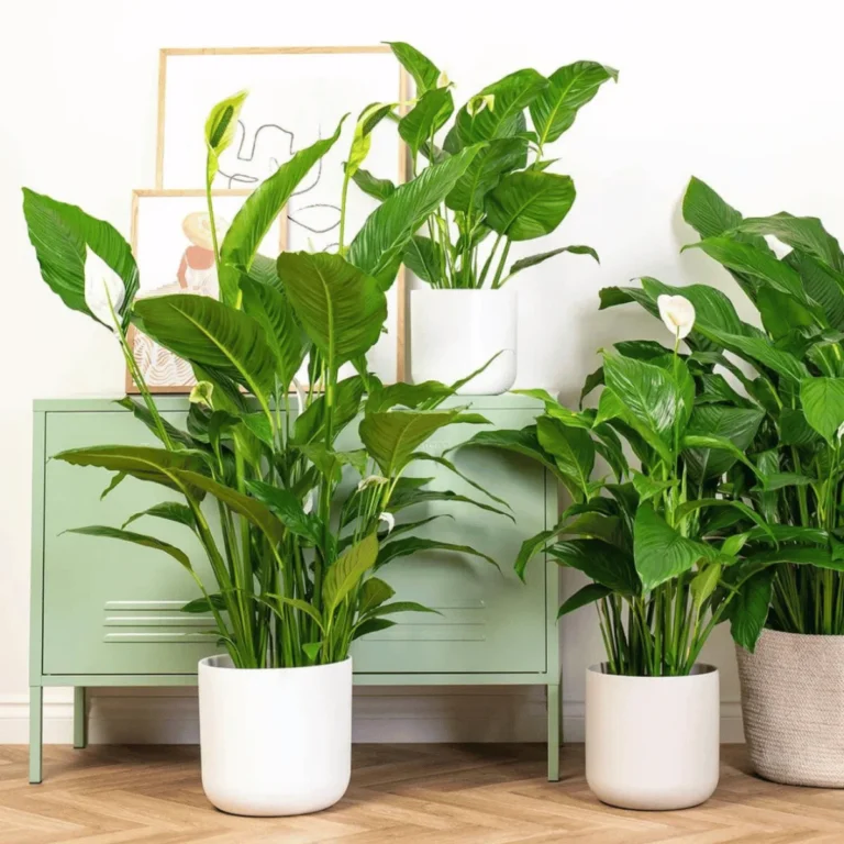 Best Plants For Your Bedroom