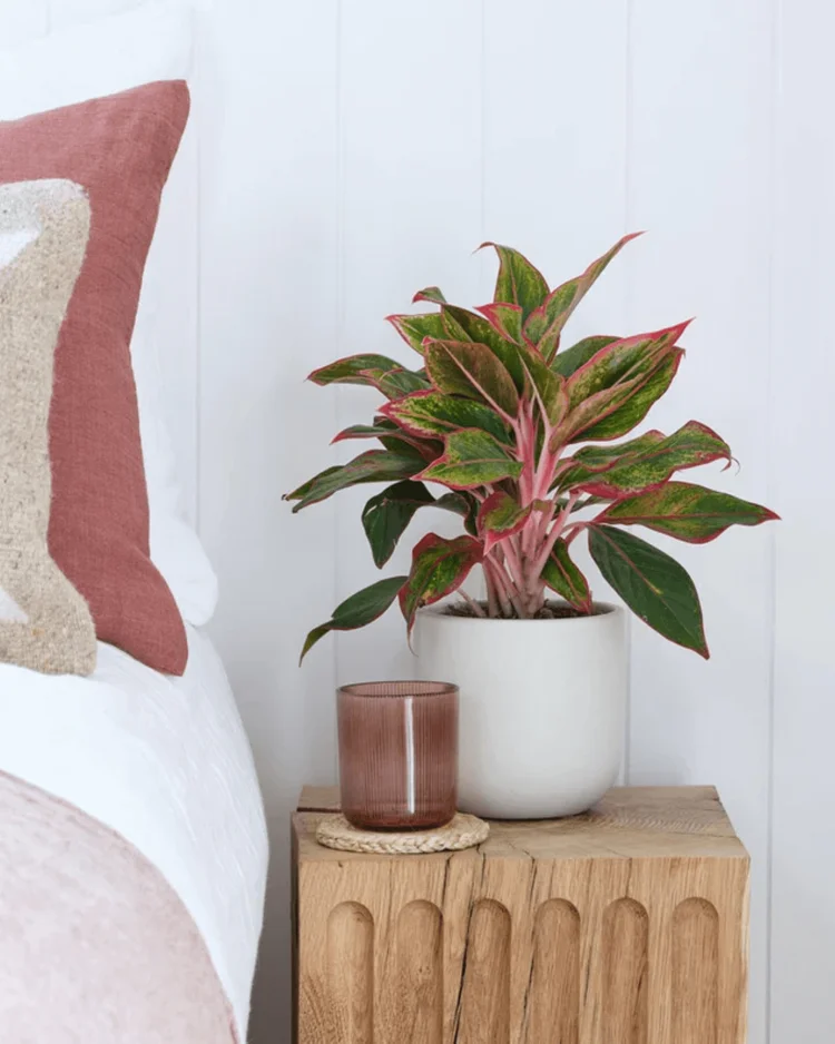 Chinese evergreen. indoor plants for low light