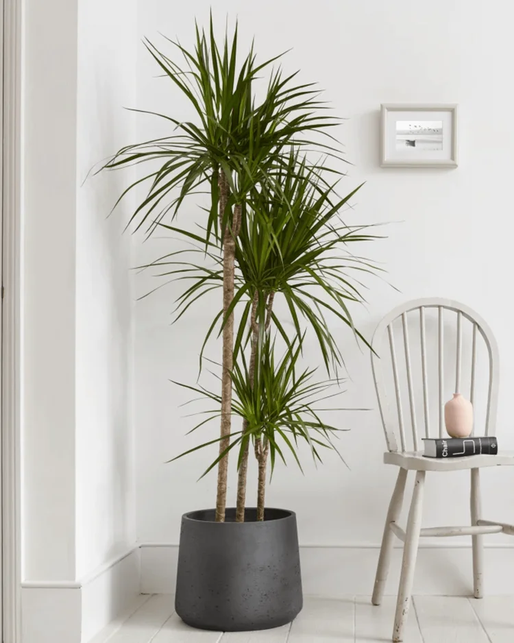 Dracaena. indoor plants for low light