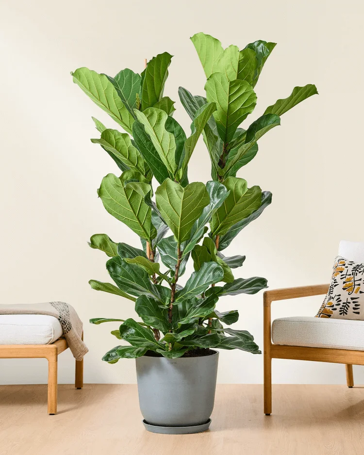 fiddle leaf fig plant. indoor plants for low light