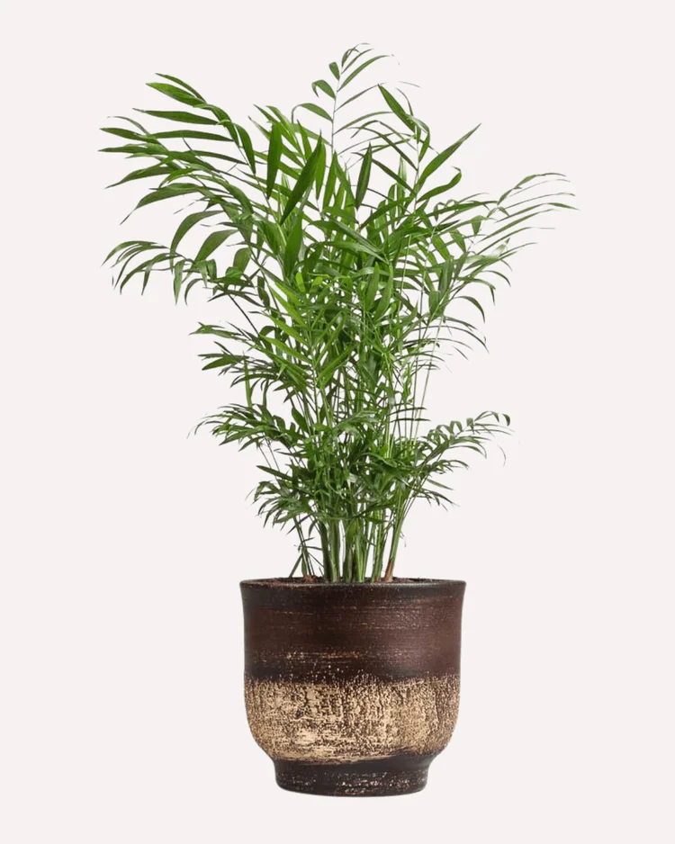 parlor palm. indoor plants for low light