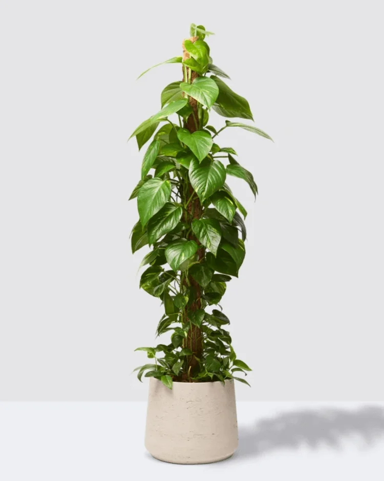 pothos plant. indoor plants for low light