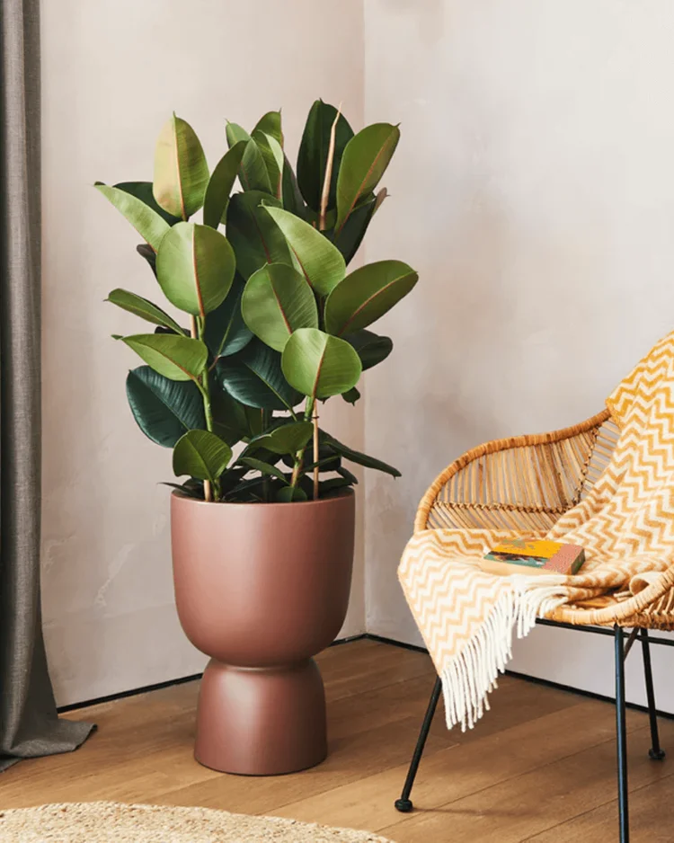 rubber tree. indoor plants for low light