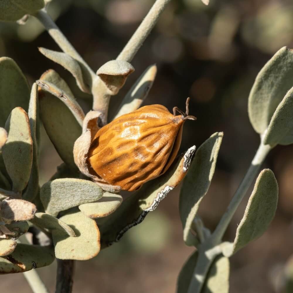 Argan Oil vs. Jojoba Oil