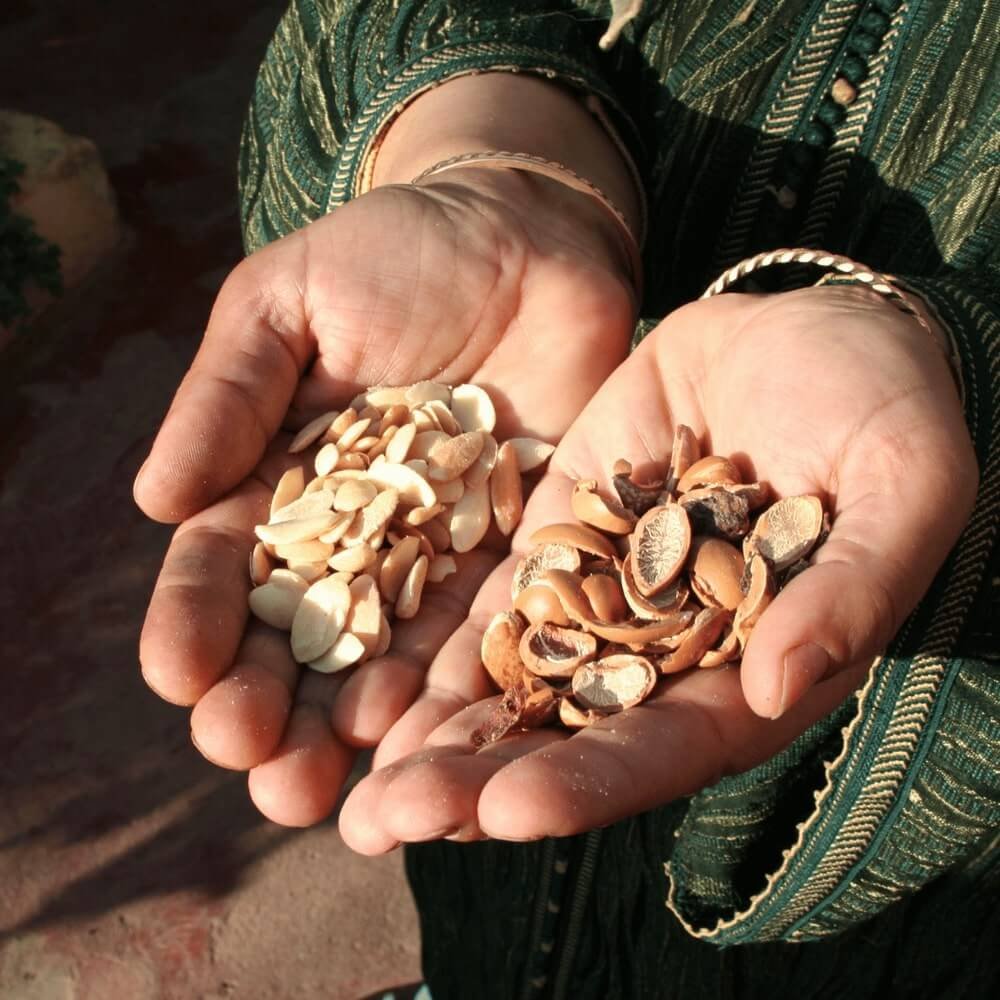 Argan fruit in Essaouira. Argan Oil vs. Jojoba Oil